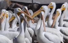 В Мексике начался туристический бум из-за "нашествия" белых пеликанов (видео)