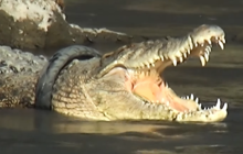 В Индонезии спасли крокодила, 5 лет плававшего с шиной от мотоцикла (видео)