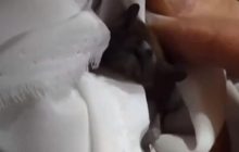 В Днепре в музее среди древностей нашли краснокнижную летучую мышь (видео)