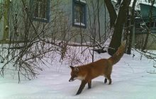 Ученые показали снимки из фотоловушки в Чернобыле: "поймать" удалось нескольких животных