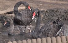 "Уникальное пополнение": в зоопарке Одессы вылупился птенец черного лебедя