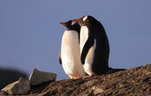 До Дня святого Валентина українські полярники показали милі фото "закоханих" пінгвінів