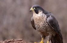 Соколов, которых изъяли из багажа в аэропорту "Борисполь", выпустили на свободу (видео)