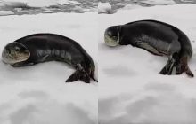 "Улыбался" на камеру: полярники станции Вернадского сняли на видео морского леопарда