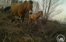 Милота зашкаливает: Чернобыльский заповедник показал детеныша коней Пржевальского