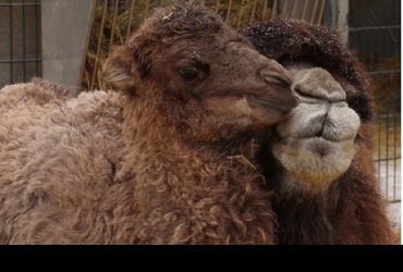 В Харьковском зоопарке родился детеныш верблюдов (видео)