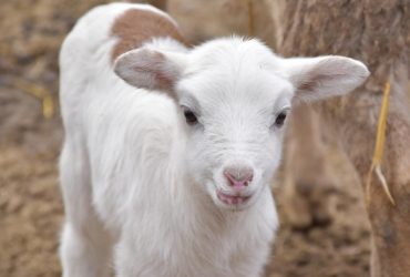 В Одесском зоопарке показали новорожденных ягнят и козлят (фото)