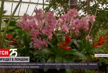 В ботсаду Лондона выставили на показ 5 тысяч орхидей