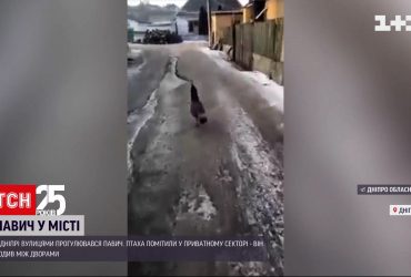 По улицам Днепра прогулялся павлин