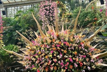 У лондонському ботсаду одночасно показали 5 тисяч орхідей (фото, відео)