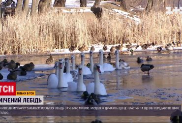 У столичному парку рятували лебедя зі шматком пластику на шиї