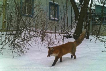 Ученые показали снимки из фотоловушки в Чернобыле: поймать удалось нескольких животных