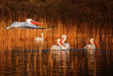 Пелікани та рибалки облюбували мальовниче озеро в Північній Македонії