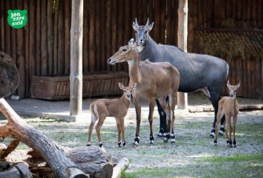 В Киевском зоопарке показали топ-10 пар своих влюбленных питомцев (фото)