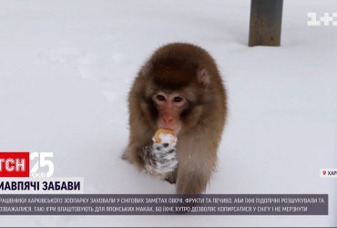 В Харьковском зоопарке обезьянки приняли участие в зимнем квесте (видео)