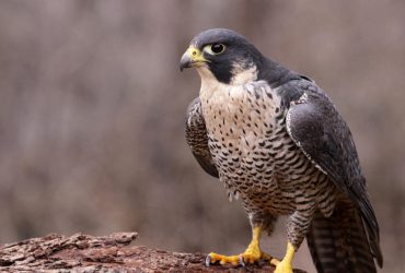 Соколів, яких вилучили в багажу в аеропорту Бориспіль, випустили на волю (відео)