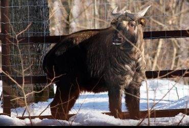 Рідкісне поповнення: у харківському екопарку з'явилися такіни (відео)
