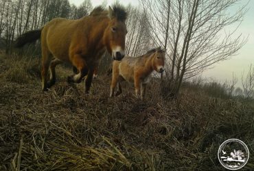 Милота зашкалює: Чорнобильський заповідник показав дитинча коней Пржевальського