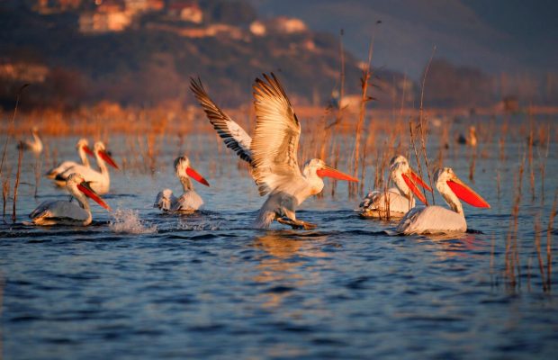 Самые большие в мире пеликаны облюбовали озеро Дойран в Северной Македонии (фоторепортаж)