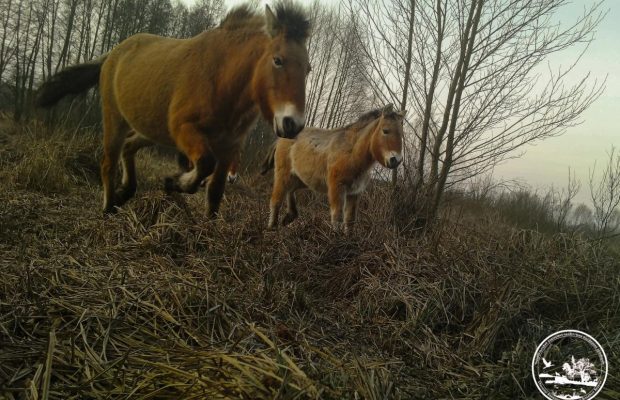 Милота зашкаливает: Чернобыльский заповедник показал детеныша коней Пржевальского