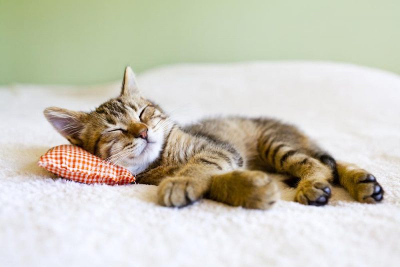 Почему коты любят валерьянку и кошачью мяту - секреты домашних животных —  УНИАН