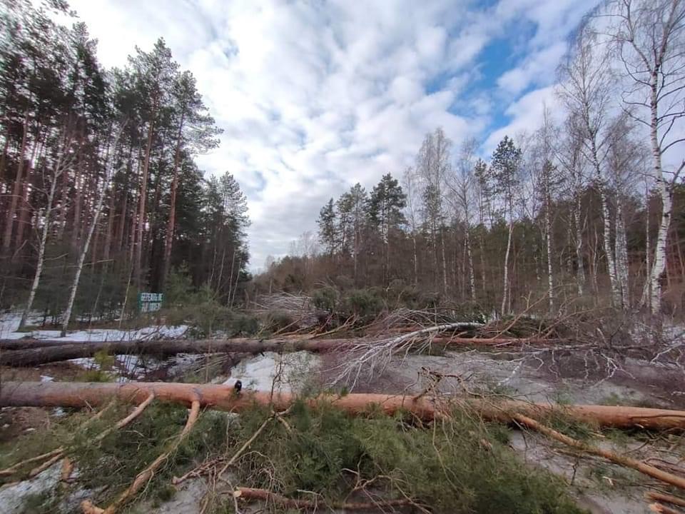 повалені дерева на дорозі Чернігівщини - фото Сергія Деденко