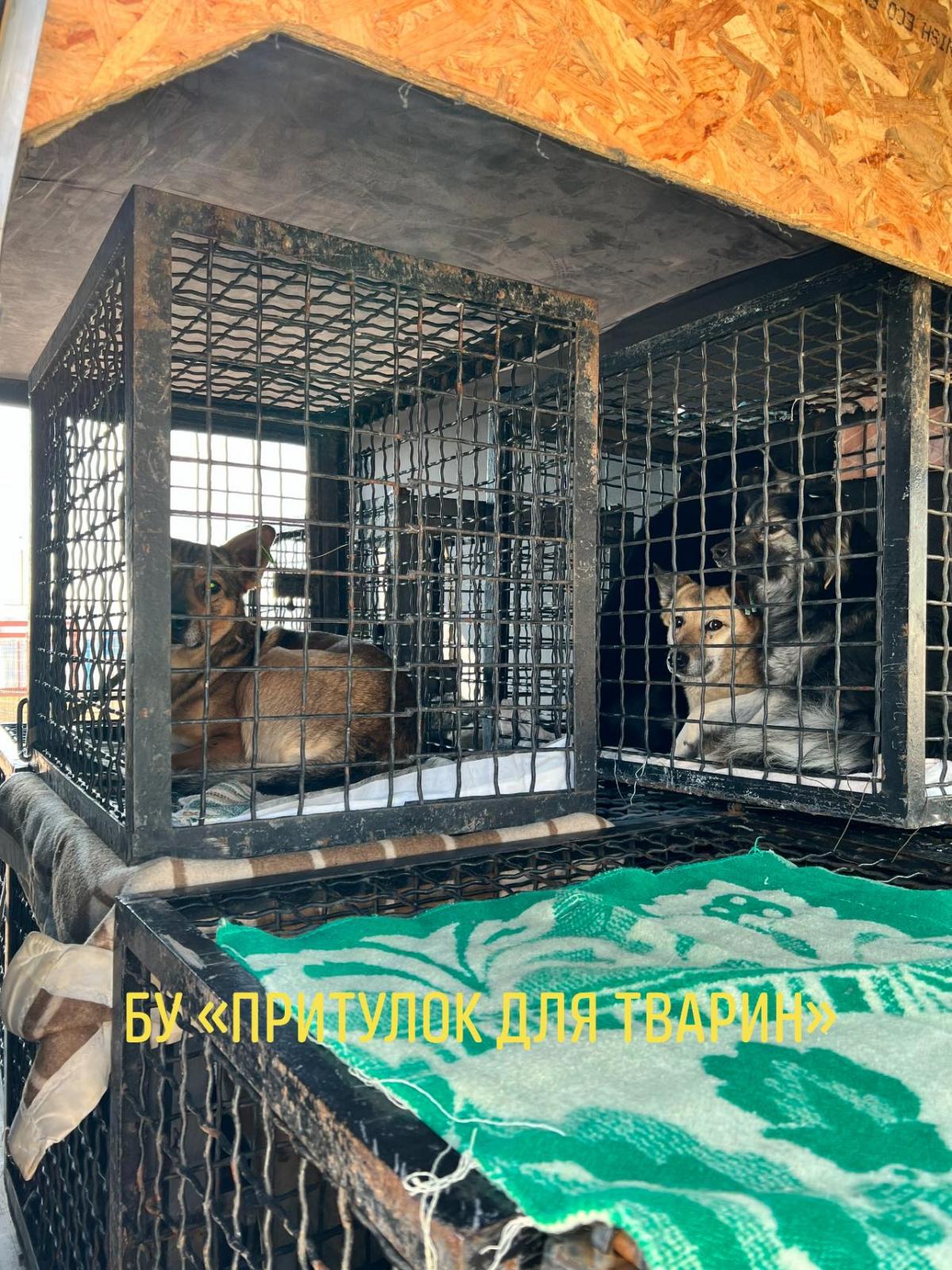 Эвакуация животных проводится исключительно силами работников приюта / фото facebook.com/tsz.odessa Эвакуация животных проводится исключительно силами работников приюта / фото facebook.com/tsz.odessa