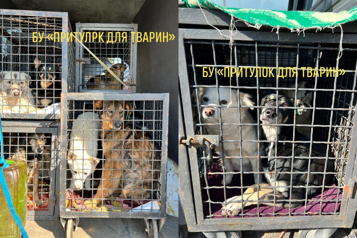Сегодня в Германию через Молдову и Румынию эвакуируют 29 собак / фото facebook.com/tsz.odessa Сегодня в Германию через Молдову и Румынию эвакуируют 29 собак / фото facebook.com/tsz.odessa