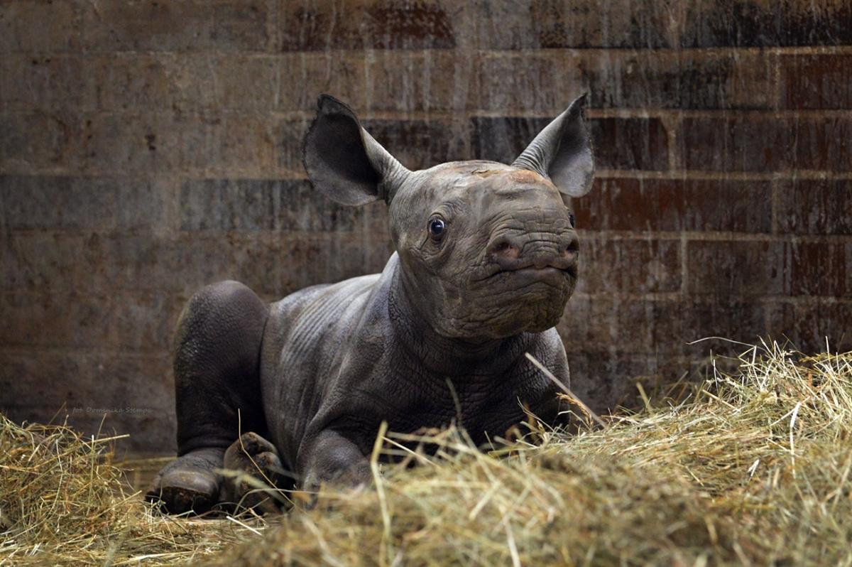 Носорог набирает около 1 кг за день / фото kyivcity.gov.ua
