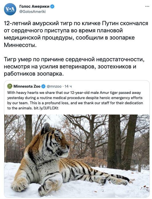 Тигру было 12 лет