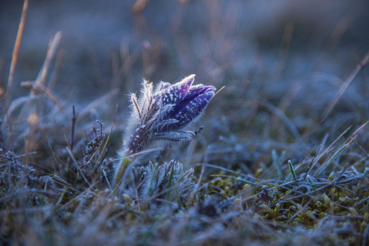 Ночью 12 мая в Украине будут заморозки / фото ua.depositphotos.com