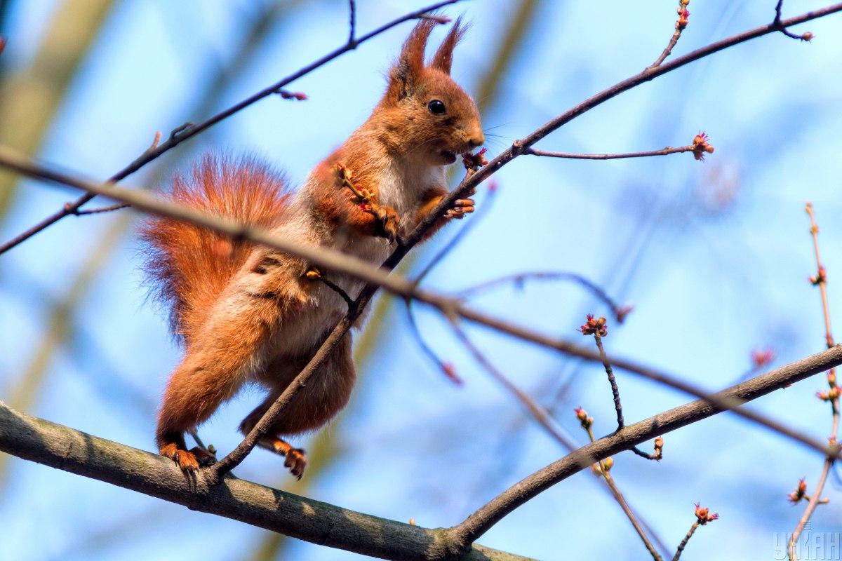 У Києві поступово потеплішає / фото УНІАН