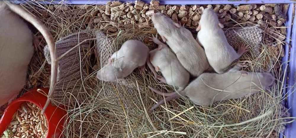 Поповнення у тваринок, яких прихистив Одеський зоопарк / фото zoo.ua Поповнення у тваринок, яких прихистив Одеський зоопарк / фото zoo.ua
