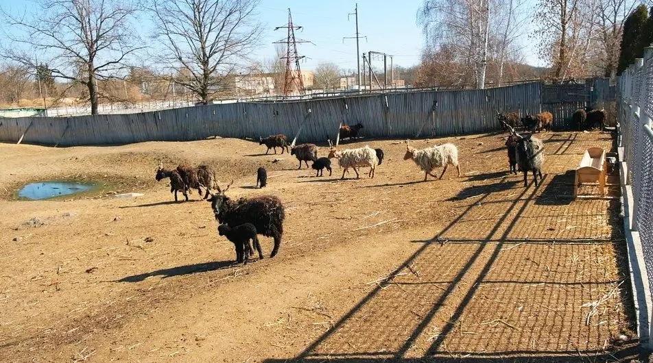 Поповнення у кіз у Вінницькому зоопарку / фото vn.20minut.ua Поповнення у кіз у Вінницькому зоопарку / фото vn.20minut.ua