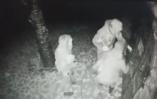 Российские захватчики ограбили церковь в Черниговской области (видео)