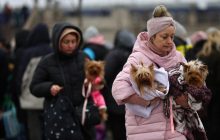 Українцям дали поради, як організувати евакуацію тварин та їхнє перебування в укриттях