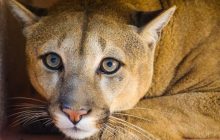 Тварини в зоопарку на Київщині - на межі смерті: немає опалення, закінчується корм