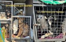 До Німеччини з одеського притулку для тварин евакуюють десятки кішок та собак (фото)