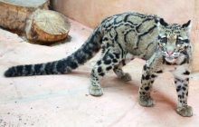 Смерть от голода и холода: зоопарк на Киевщине просит о "зеленом коридоре" для животных