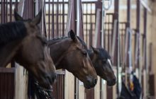 В Гостомеле из-за оккупантов сгорели заживо десятки лошадей
