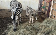 Под Киевом в экопарке родился зебренок: его назвали Маленький Зе (фото)