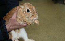 В Харькове пожарные приютили кролика, спасенного из разрушенного оккупантами дома (фото, видео)
