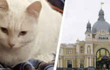 У Львові знайшлася кішка-біженка з Харкова, яка загубилась під час евакуації