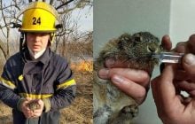 В ГСЧС показали спасенного из огня зайчонка и вновь призвали не жечь сухую траву (фото)