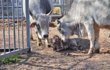 Несмотря на войну: в зоопарках Одессы и Винницы очередные пополнения (фото, видео)