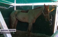 Во Львовской области создали "эвакуационную" конюшню для лошадей из горячих точек (видео)