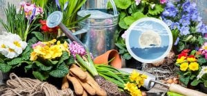 Календар городника на жовтень: 9 ідеальних днів для висадки рослин