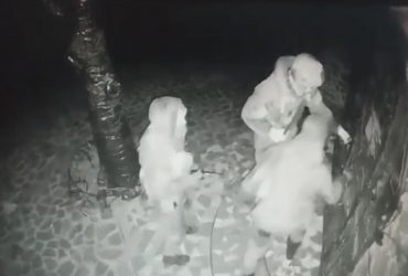 Російські загарбники пограбували церкву на Чернігівщині (відео)