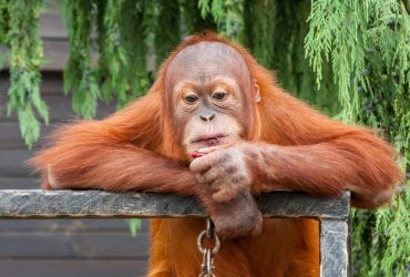 Невинні жертви війни: через росіян в Україні голодують тварини у зоопарках