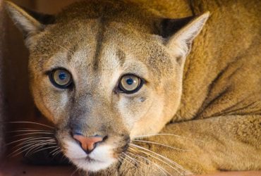 Животные в зоопарке на Киевщине - на грани смерти: нет отопления, заканчивается корм
